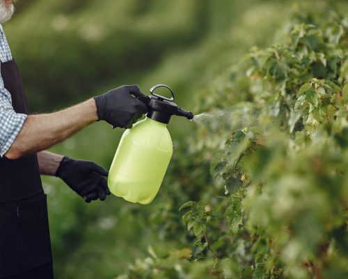 Farmer spraying vegetables in the garden with herbicides. Man in a black apron.