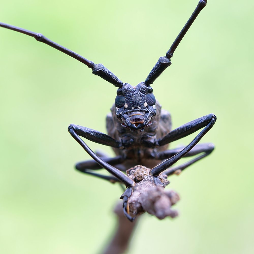 longhorn-beetle-closeup-face-branch-closeup-face-insect