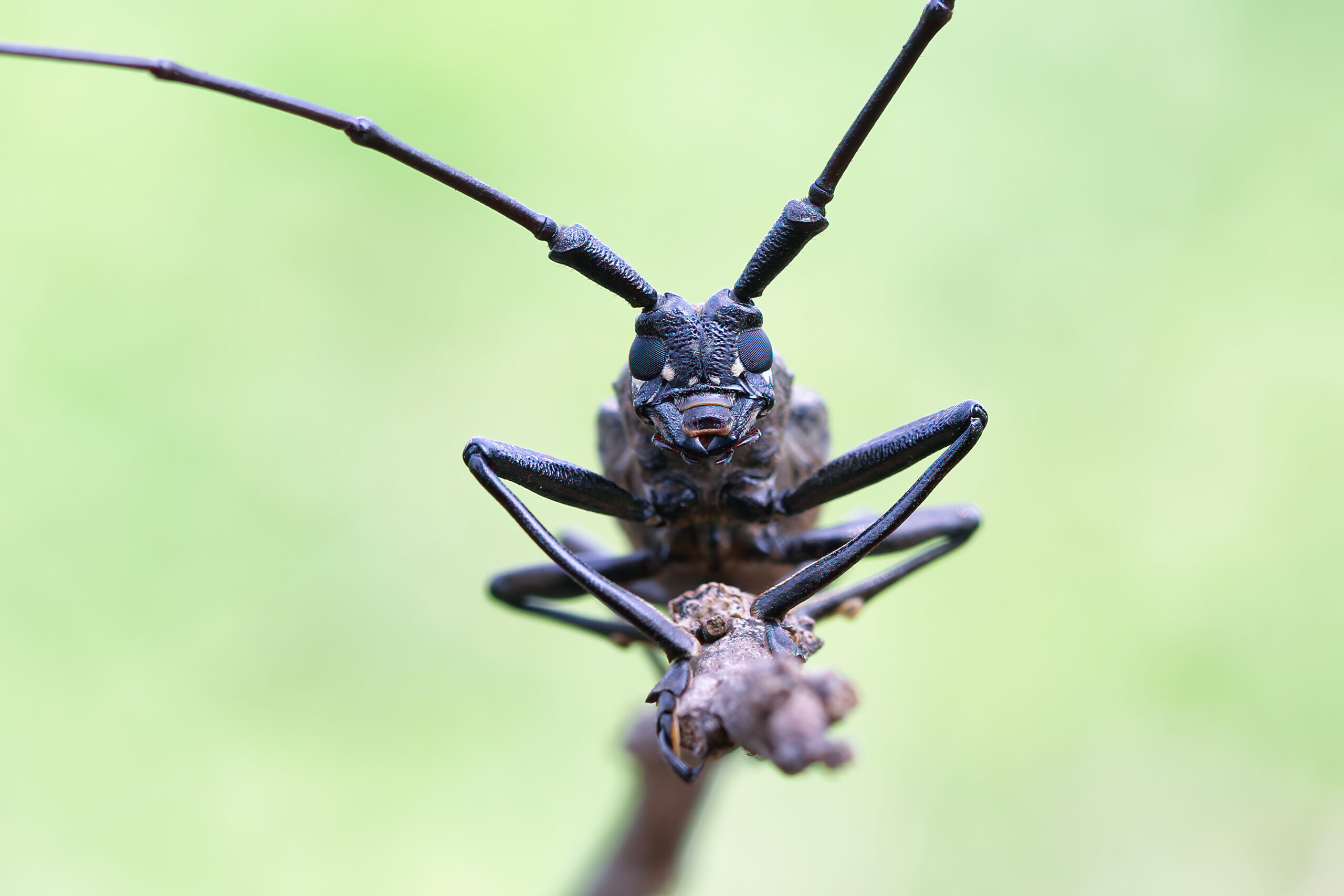 longhorn-beetle-closeup-face-branch-closeup-face-insect